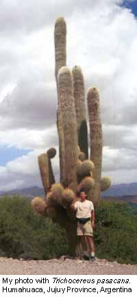 Trichocereus pasacana