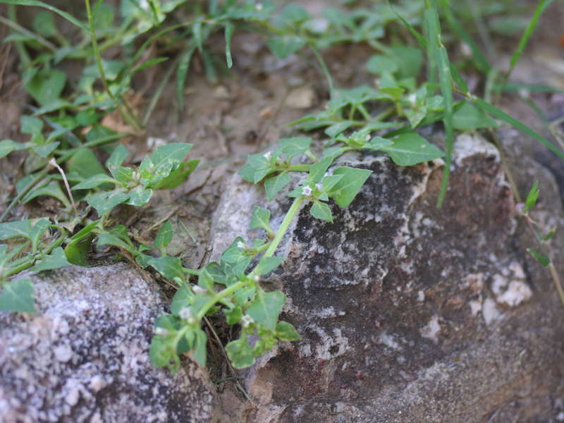 Sclerophylax cf. spnescens en la Plaza Sarmiento, Córdoba