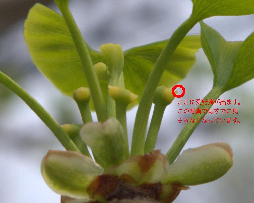 千葉大学園芸学部 生物学a 植物の写真