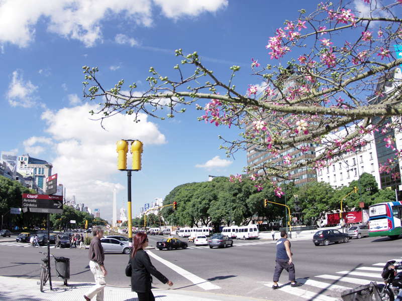 Avenida 9 de Julio con palo borracho floreciendo