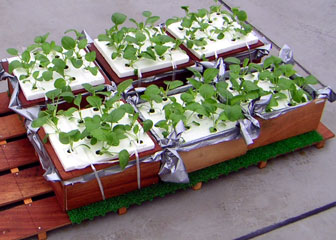 ROOF VEGETABLE GARDEN