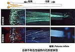 佐々　英徳