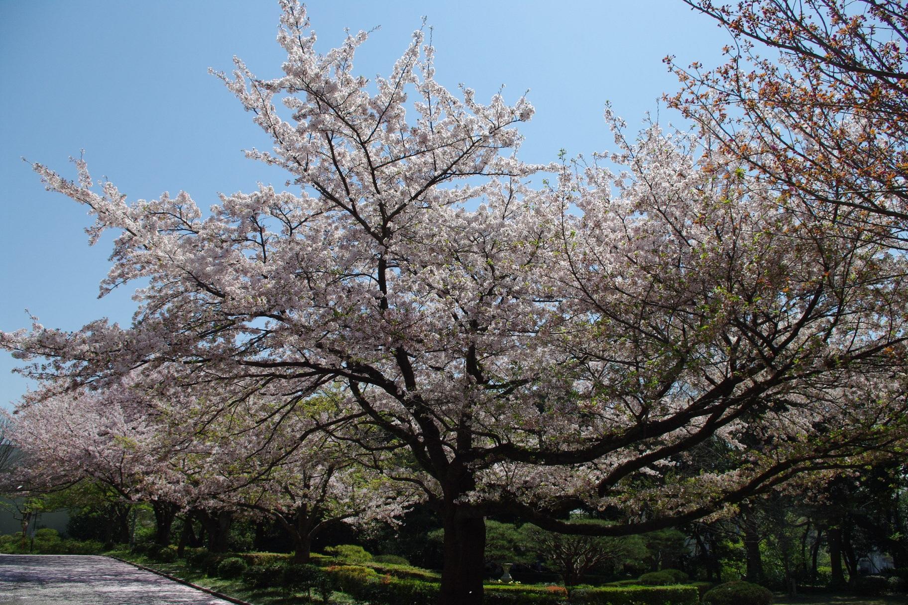 藤崎　凪沙 写真