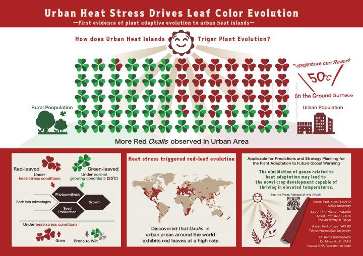 fukano_infog_e08.jpg