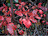 thumbnail of Kadsura