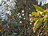 thumbnail of Prunus