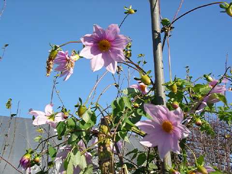 Dahlia imperialis̉