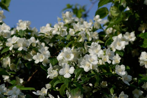 Philadelphus coronarius