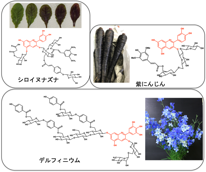 Research Topics Prof Miyahara