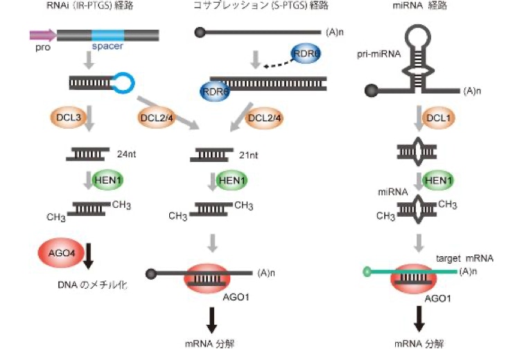 干渉 rna