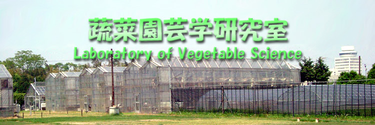 蔬菜園芸学研究室
Laboratory of Vegetable Science
