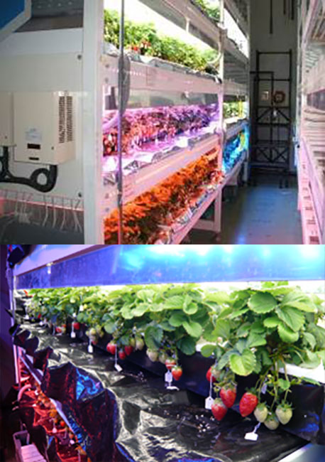 遺伝子組換果菜類（ｲﾁｺﾞ等）栽培室