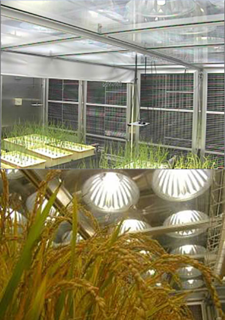 遺伝子組換穀類（ｲﾈ等）栽培室