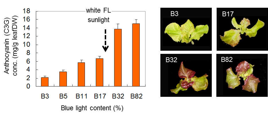 青色光割合を高めて赤系リーフレタスのアントシアニン（抗酸化成分）増加