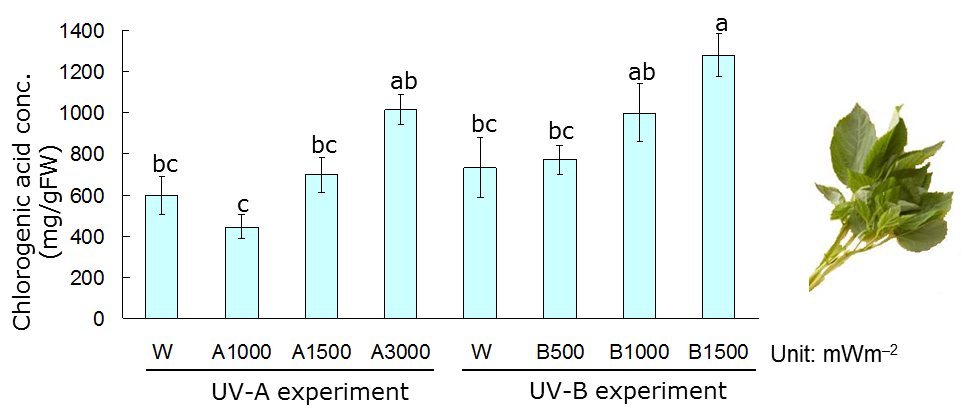 紫外線照射によるモロヘイヤのクロロゲン酸（抗酸化能の高い機能性成分）増加