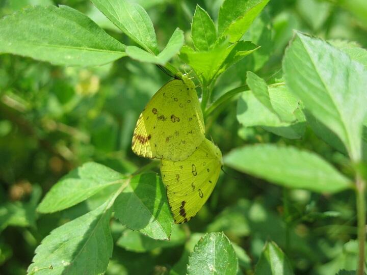 240521_butterfly.jpg