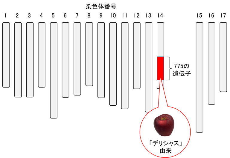 240918_apple.png