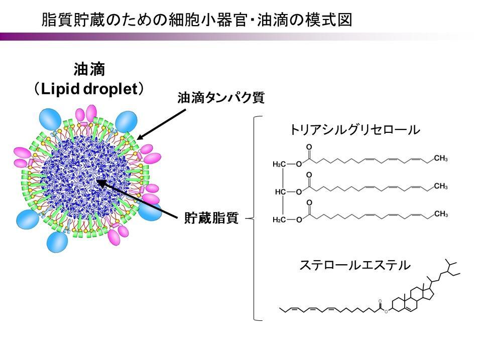 Shimada_lipid-droplet.jpg