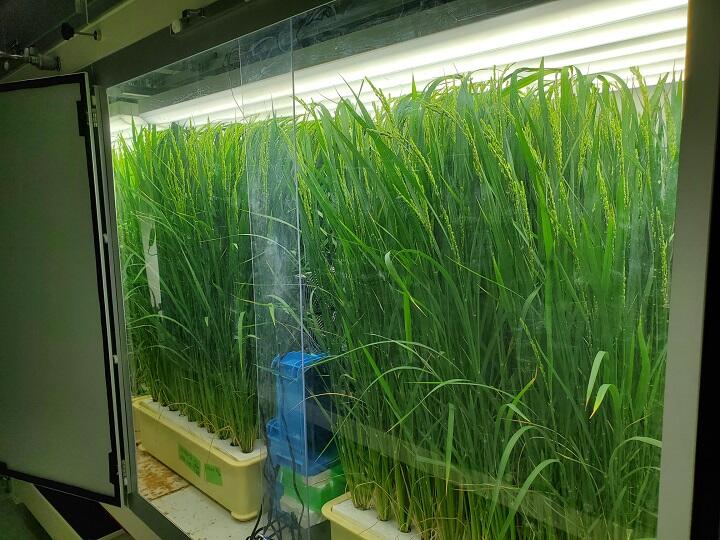 多段式植物工場のイネ栽培(2).jpg
