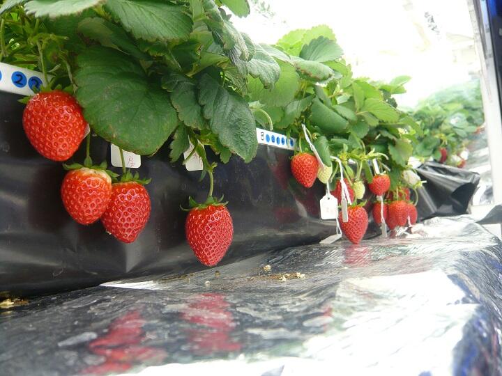 イチゴの植物工場栽培2.JPG