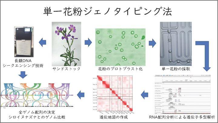 単一花粉ジェノタイピング法.jpg