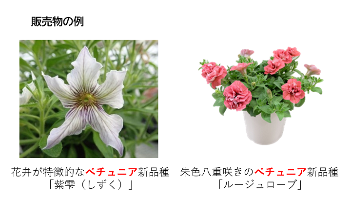 petunia_HPex.png